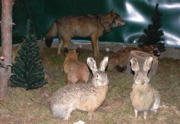 Зайци в музее Фауны