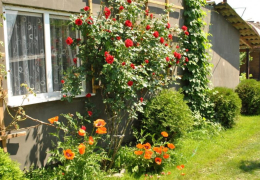 Подвір'я охайне, квітуче