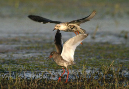 Птицы на озере Крымно