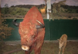 Зубр в музее Фауны