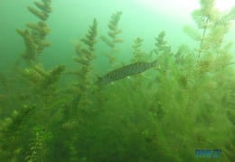 Щука в Свитязе