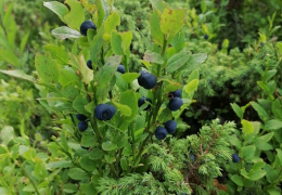 Окремий будинок