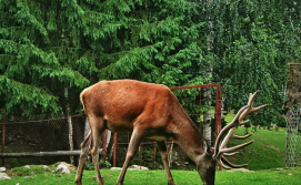 Вольєрне господарство в Яремче