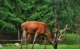Вольєрне господарство в Яремче