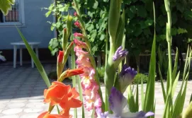 Мини-отель "Пальма Солнечная"