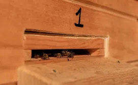 Будиночок на бджолах