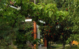 Гостьовий будинок Дача біля моря