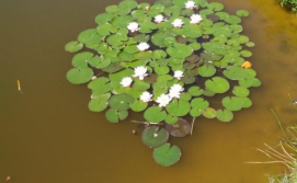 Будинок Цвіт лілії