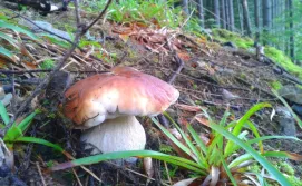 Приватна садиба "Три Царі"