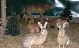 Зайци в музее Фауны