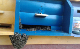 Ройовий стан бджіл