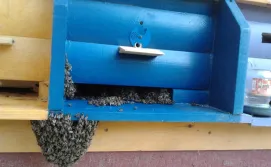 Ройовий стан бджіл