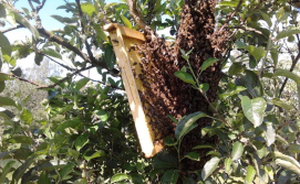 Вилетів рій