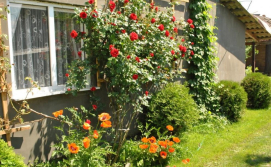 Подвір'я охайне, квітуче