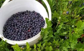 Приватна садиба Родинна оселя