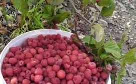 Приватна садиба Родинна оселя