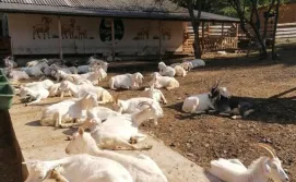 Хостел Васкул