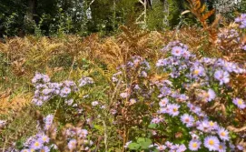 Будиночок Схованка