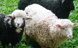 Приватна садиба Колорит