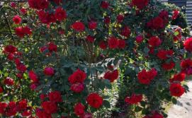 Приватна садиба Два Опришки