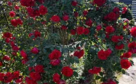 Приватна садиба Два Опришки