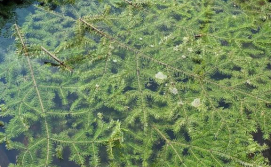 Апартаменти Карпатські ночі