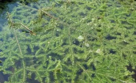 Апартаменти Карпатські ночі