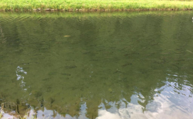 Вілла PidStromom