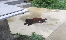 Приватна садиба Три горішки