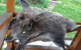 Котедж для 6 осіб (з банькою)