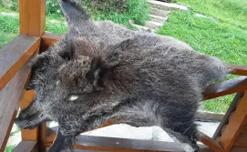 Котедж для 6 осіб (з банькою)