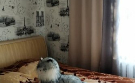 Квартира на озері Пісочне