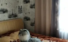 Квартира на озері Пісочне