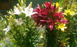 Частная усадьба "Лісовий Закуток"