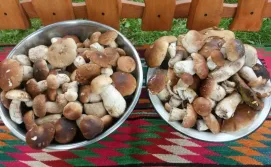 Котедж ТисаБуркут