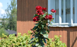 Приватна садиба "Під скитом"