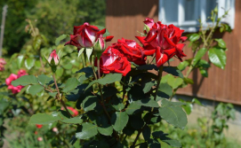 Приватна садиба "Під скитом"