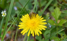 Збір нектару бджолами