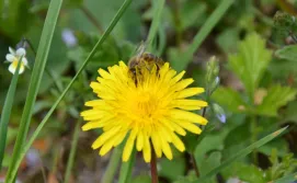 Збір нектару бджолами