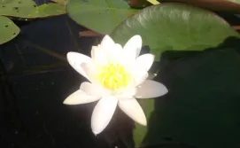 Лилия на озере Перемут