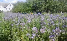 Цвітіння фацелії