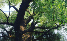 Екскурсія "Велоралі"