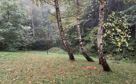 Котедж Джерело під лісом