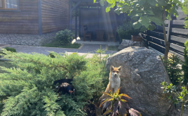 Будинок Деревʼяний котедж