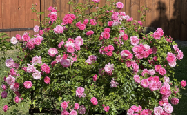 Приватна садиба Надія