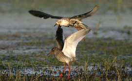 Птицы на озере Крымно