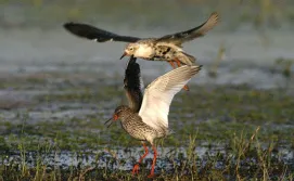 Птицы на озере Крымно