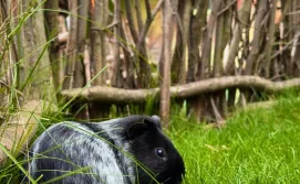 Парк легенд «Ґедзьо» в Яремче