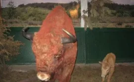 Зубр в музее Фауны