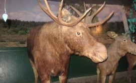 Лось в музее фауны